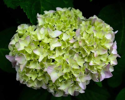 Our Hydrangea #1 of 3
