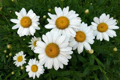 Daisy Days are Here!
