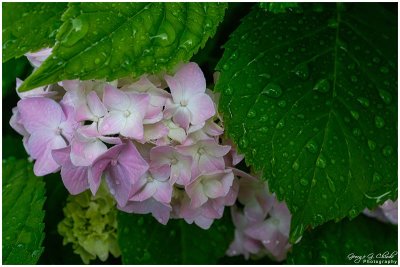 Our Hydrangea #3 of 3