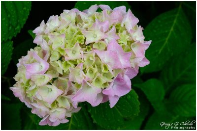 Our Hydrangea #2 of 3