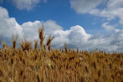 Wheat Fields with Great Skies