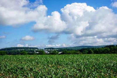 Corn Field & Great Skies 
