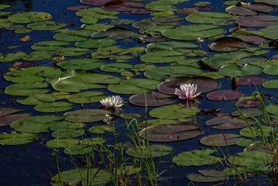 Water Lilies at French Creek State Park