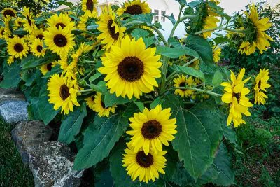 Another Sunflower Garden