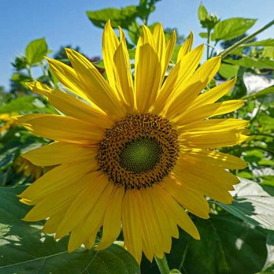 A Perfect Sunflower
