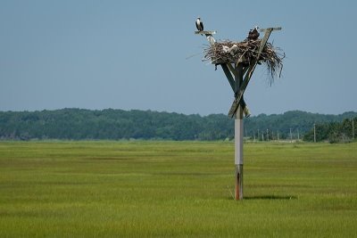 Osprey Nest on the Bay