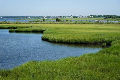 Wetlands View from the Great Egg Harbor Shared Use Path
