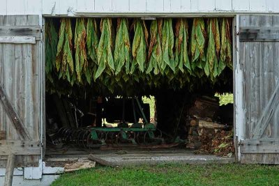 It's Tobacco Season in Amish Country #1 of 2
