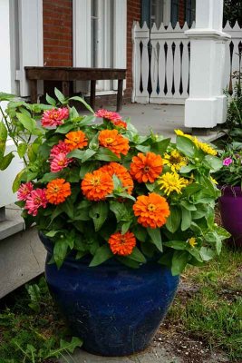 Front Porch Flower Pot