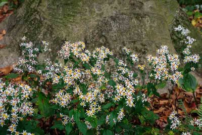 Walking Winterthur: Tiny & Magnificent