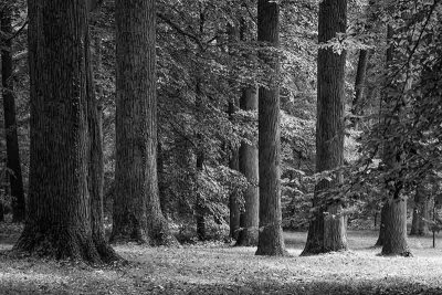 Walking Winterthur:  The Mature Forest