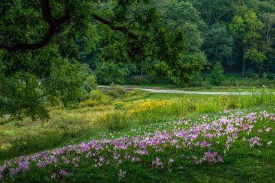 Walking Winterthur:  A Blanket of Pink #4 of 5