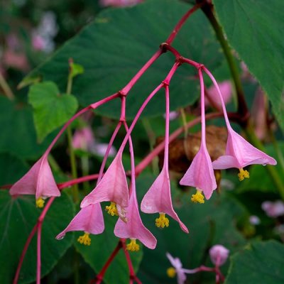 Walking Winterthur:  Pretty Pink Flowers #1 of 2