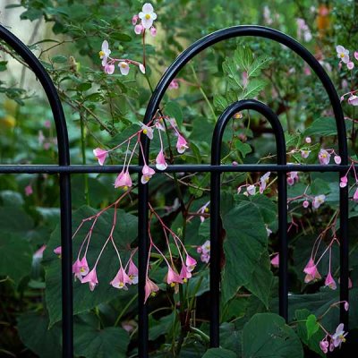 Walking Winterthur:  Pretty Pink Flowers #2 of 2