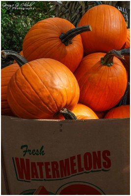 The Changing Seasons:  Watermelons to Pumpkins