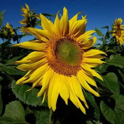 Brilliant Sunflower #2 of 2