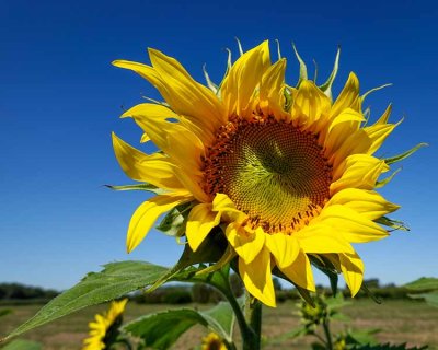 Brilliant Sunflower #1 of 2