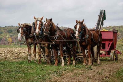 Four Horsepower in Amish Country