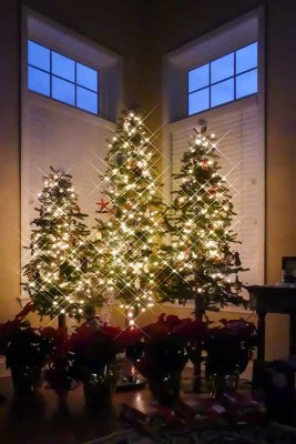 Our Christmas Trees Sparkle! 