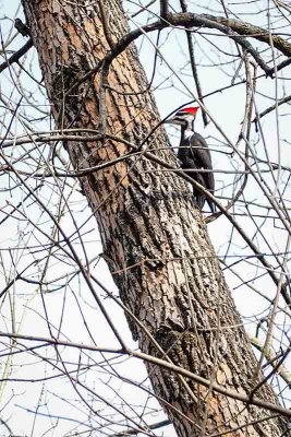 Busy Woodpecker #1 of 2