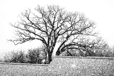 A Wet Snowfall