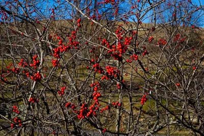 Red Berries, Brown Landscape, & Blue Skies
