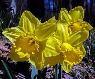 It's Daffodil Season