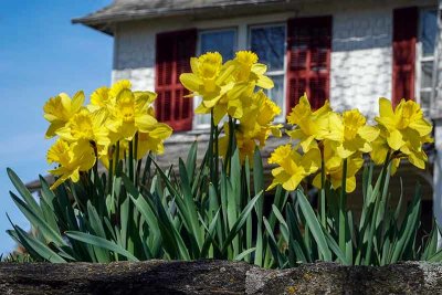 Daffodils Atop a High Stone Wall #2