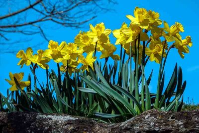 Daffodils Atop a High Stone Wall #1