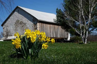 A Barn, a White Birch Tree, and Some Daffodils