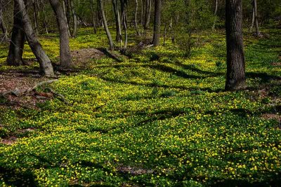 The Yellow Forest Floor