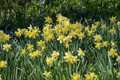Over 500,000 Daffodils Will Bloom at Winterthur #2