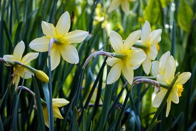 Backlit Daffodils #1