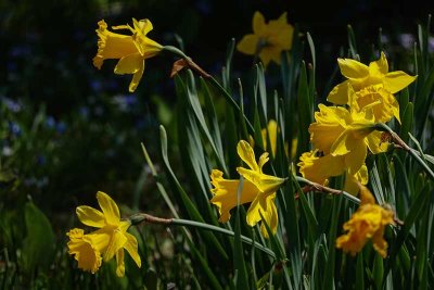 Backlit Daffodils #2
