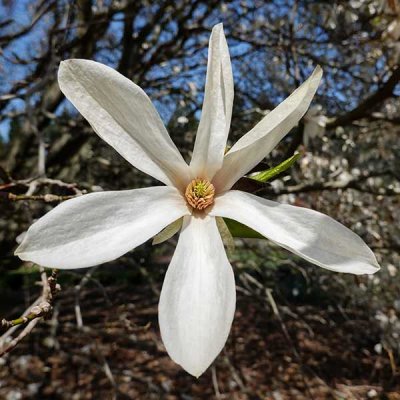 A Bloom of the Magnificent Tree