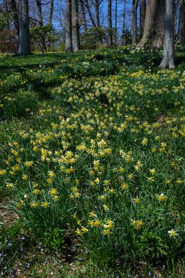 Over 500,000 Daffodils Will Bloom at Winterthur #1