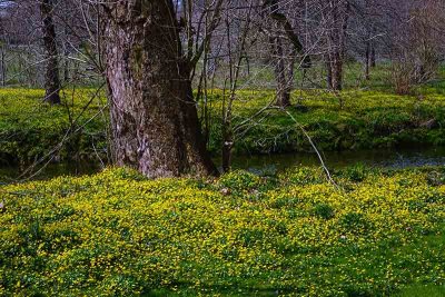 Yellow Flowers, an Old Tree, and a Stream