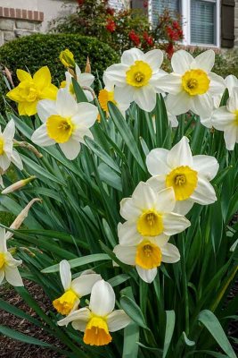 Neighborhood Daffodils