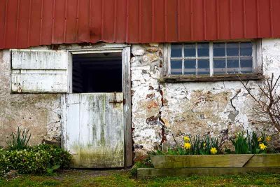 Daffodils by the Old Barn