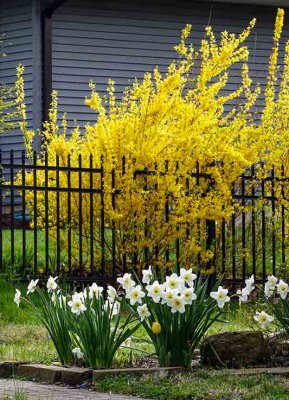 Here Comes the Forsythia #2 of 2