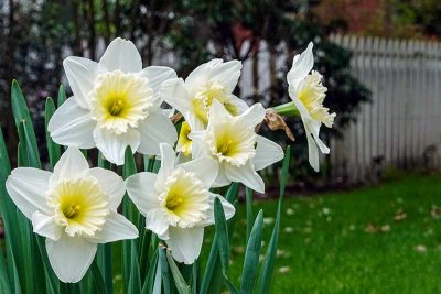 Daffodils in West Chester #3 of 3