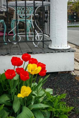 Tulips in West Chester #4 of 4