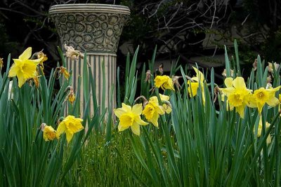 Downingtown Daffodils #3 of 3