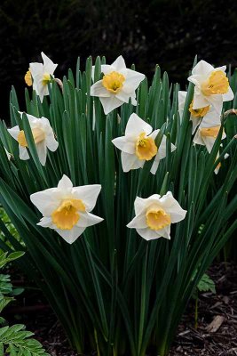Downingtown Daffodils #2 of 3