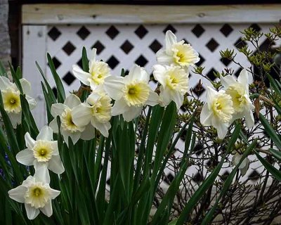 Downingtown Daffodils #1 of 3