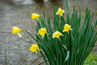 Daffodils Down By the River #2 of 2