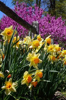 Daffodils & Redbud