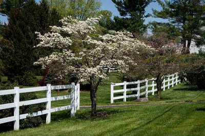 White Dogwood and White Fence