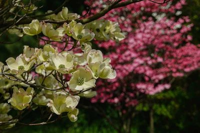 When the White & Red Dogwoods Coexist #1 of 2