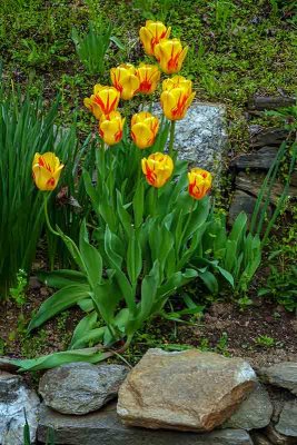 Rocky Tulips